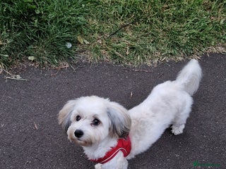 Havanese dogs Bichon havaneze in Manchester - Advert 1