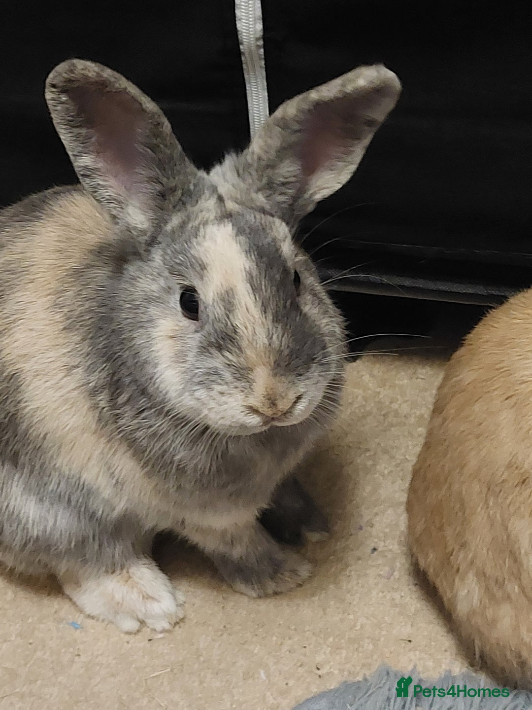 Mixed Breed rabbits for sale: Free to a good home  - Advert 4