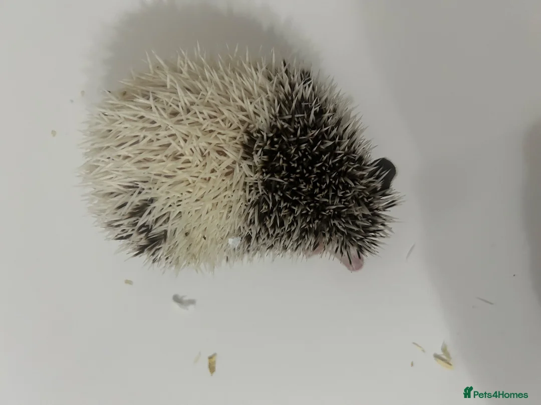 Pygmy Hedgehog rodents for sale: One little girl left - Advert 3
