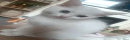 British Shorthair cats for sale: White Half British Shorthair Kittens - Advert 6