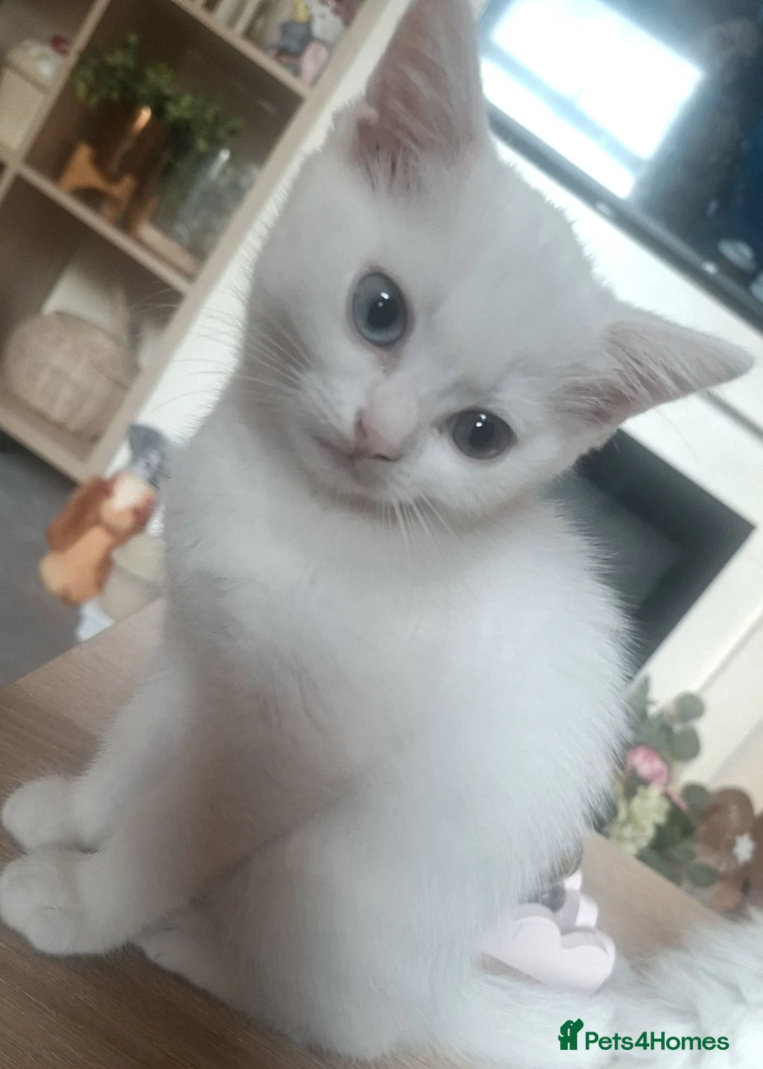 British Shorthair cats for sale: White Half British Shorthair Kittens - Advert 6
