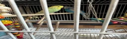 Budgerigars birds for sale: Two bonded budgies  - Advert 2
