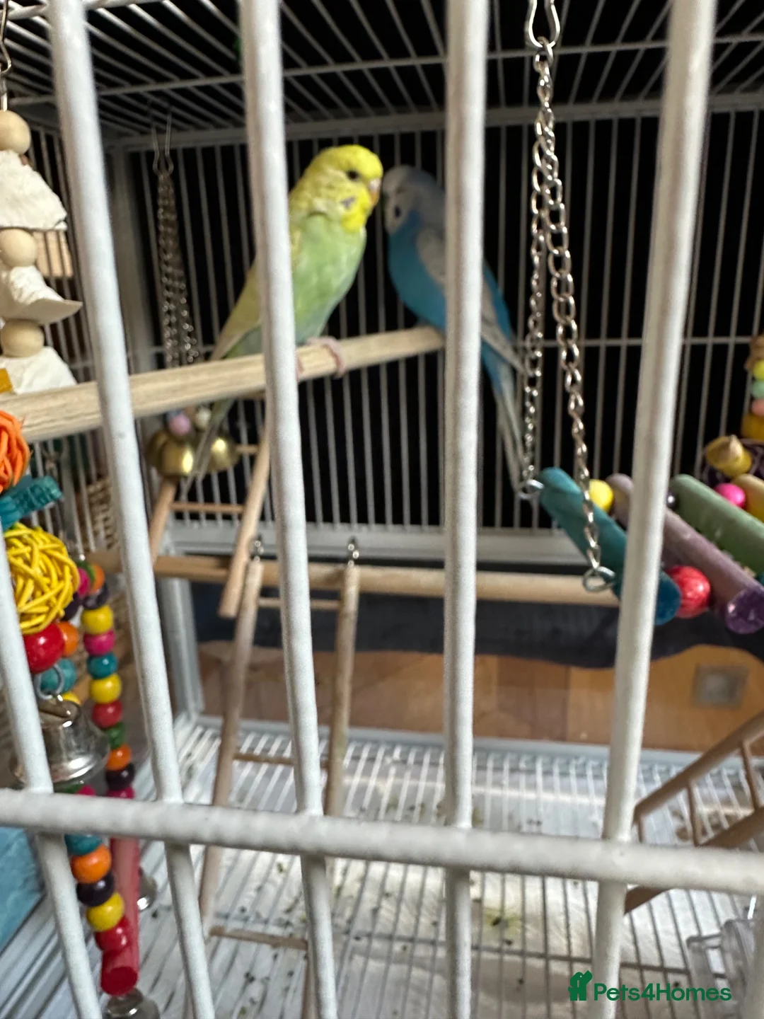 Budgerigars birds for sale: Two bonded budgies  - Advert 2