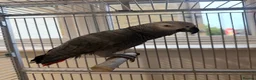 Parrots birds for sale: Beautiful African Grey parrot male in Peterborough - Advert 1
