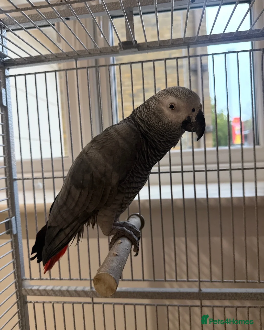 Parrots birds for sale: Beautiful African Grey parrot male in Peterborough - Advert 1