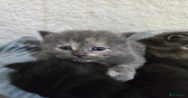 Ragdoll cats Ragdoll cross kittens  - Advert 13