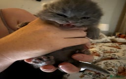 British Shorthair cats for sale: Beautiful British Blue Kitten - Image 3