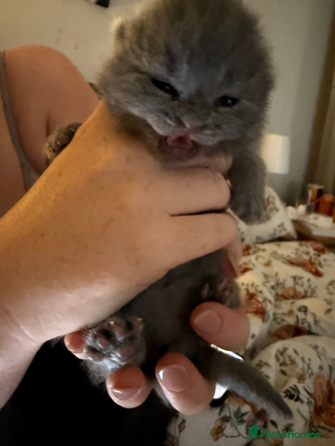 British Shorthair cats for sale: Beautiful British Blue Kitten - Image 3