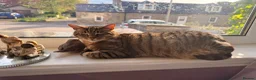 British Shorthair cats for adoption: Sheriff - URGENT in Ballindalloch - Advert 3