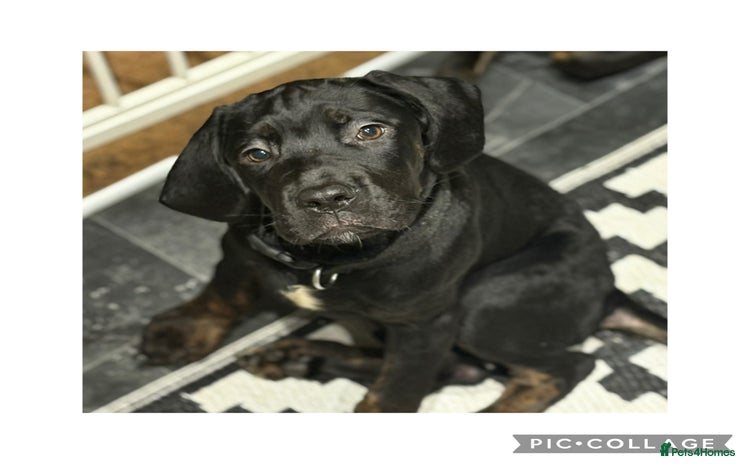 Cane Corso dogs - Advert 1