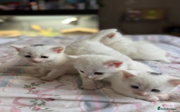 Ragcoon cats for sale: Kittens for sale  - Image 8