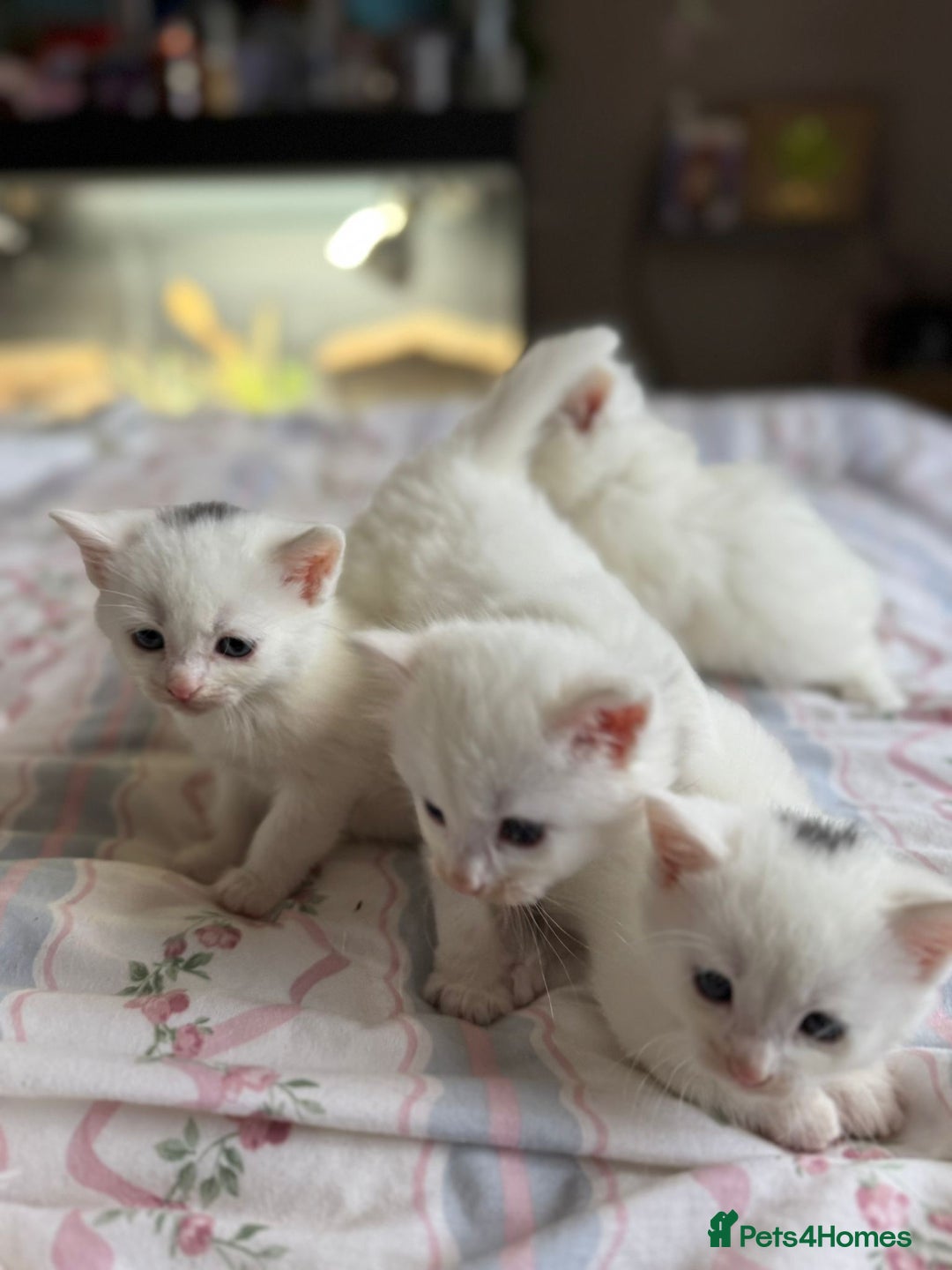 Ragcoon cats for sale: Kittens for sale  - Image 8