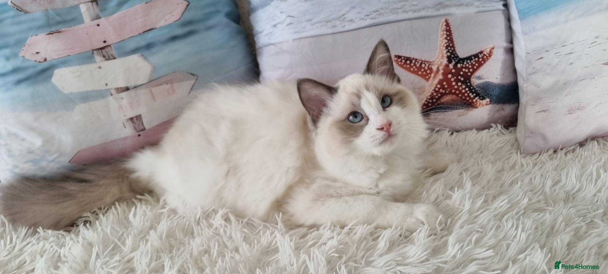 Ragdoll cats 💕Beautiful TICA Blue Bicolor Ragdolls Kittens 💕 - Advert 2