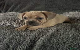Mixed Breed dogs for sale: American bulldog X French bulldog last 3 left  - Image 17