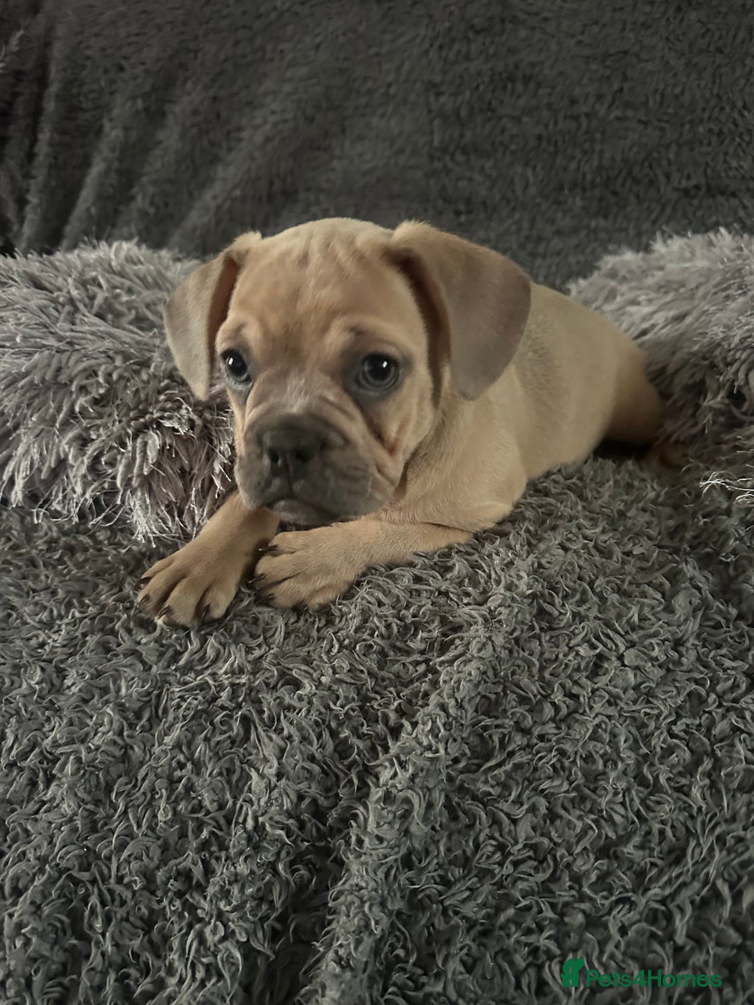 Mixed Breed dogs for sale: American bulldog X French bulldog last 3 left  - Image 17