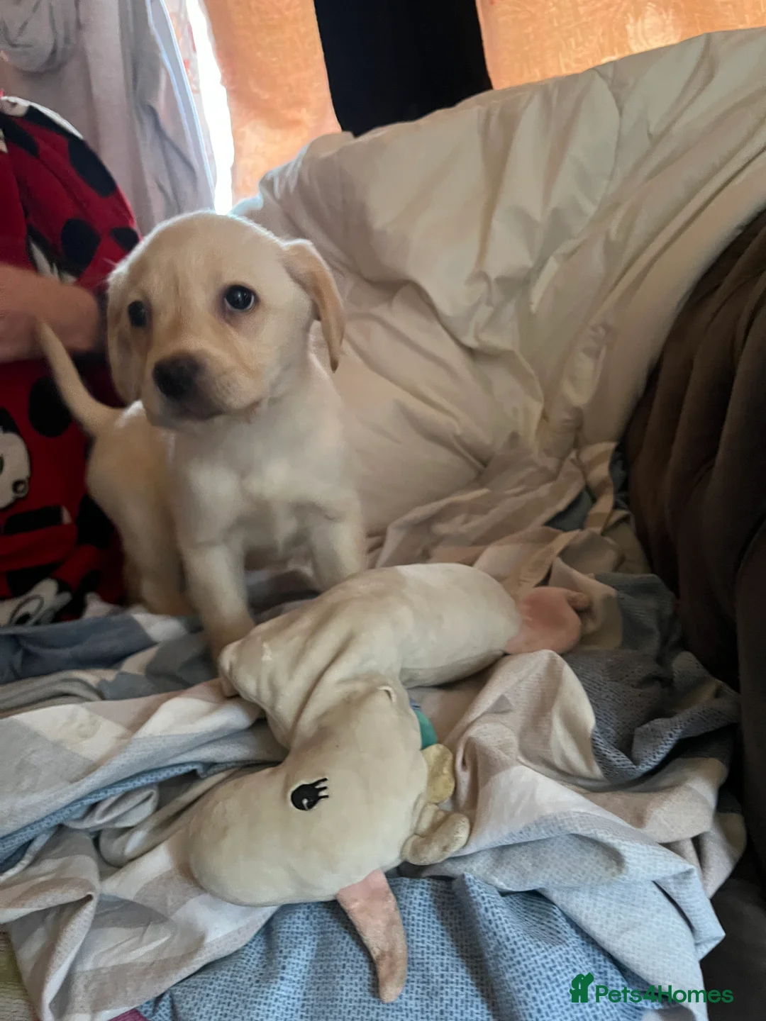 Labrador Retriever dogs for sale: Labrador puppys - Advert 7