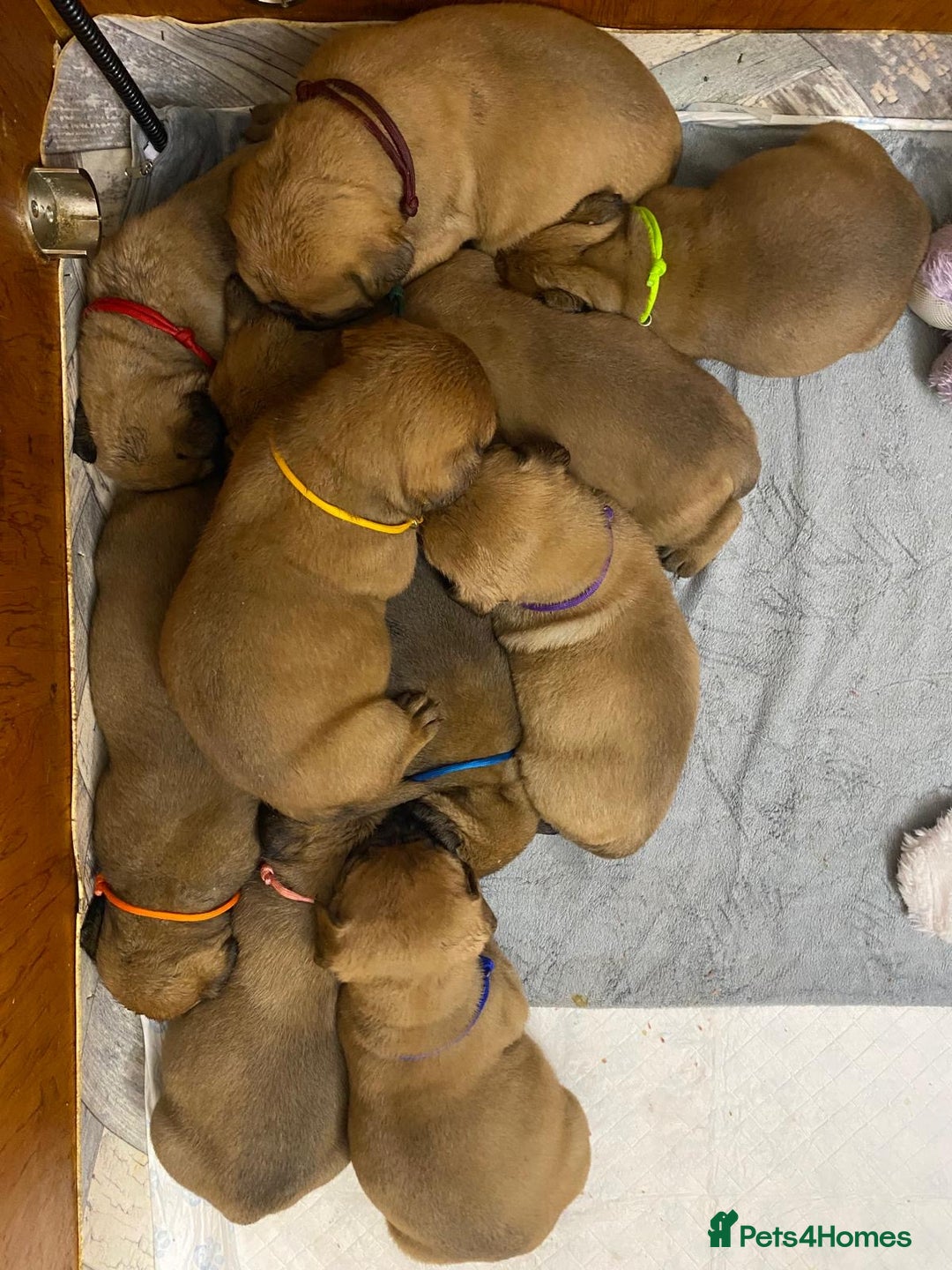 Bullmastiff dogs for sale: Beautiful litter of KC Reg bullmastiff puppies - Advert 12