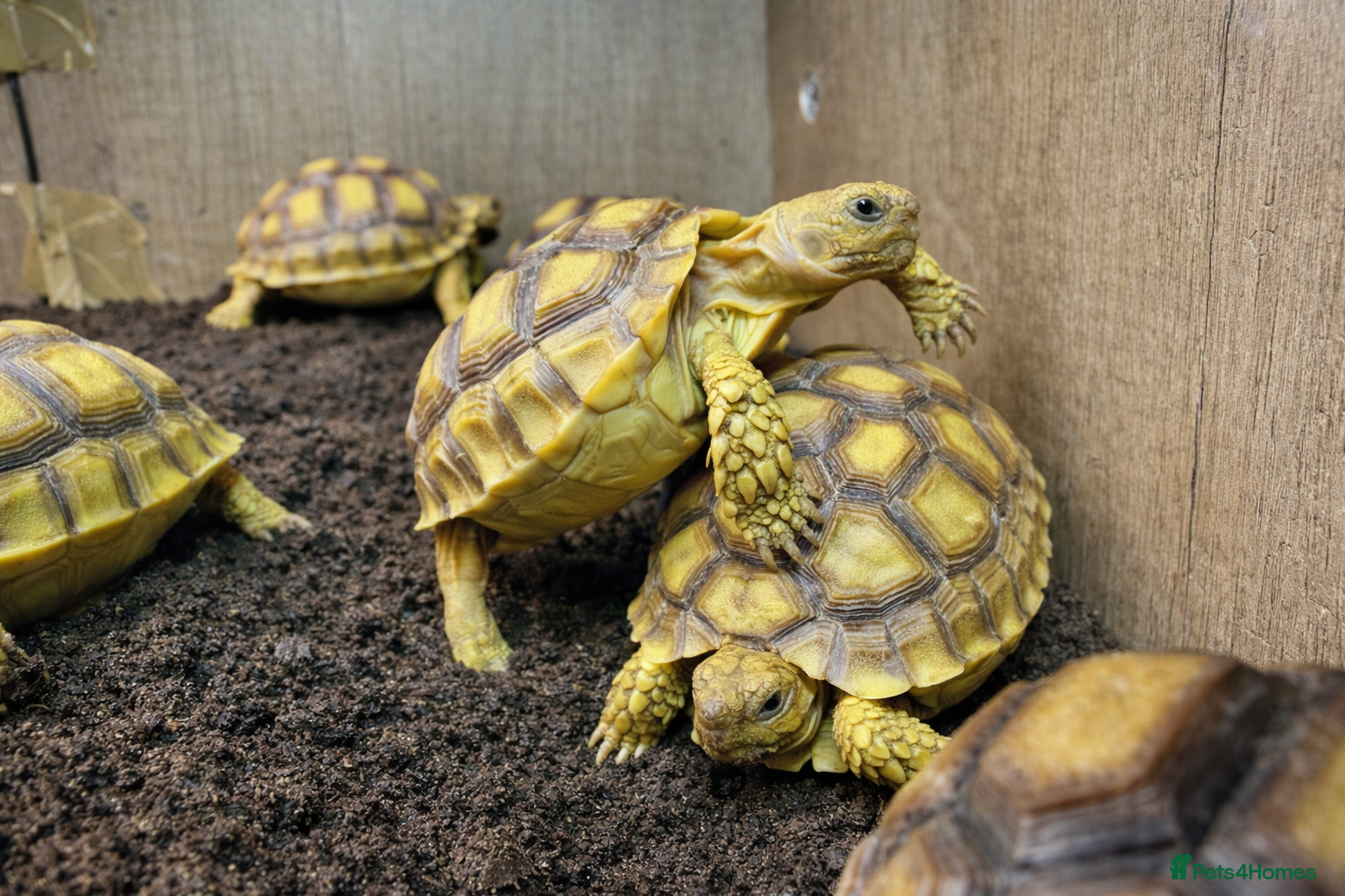 Tortoise reptiles Baby Sulcata Tortoises - Advert 1