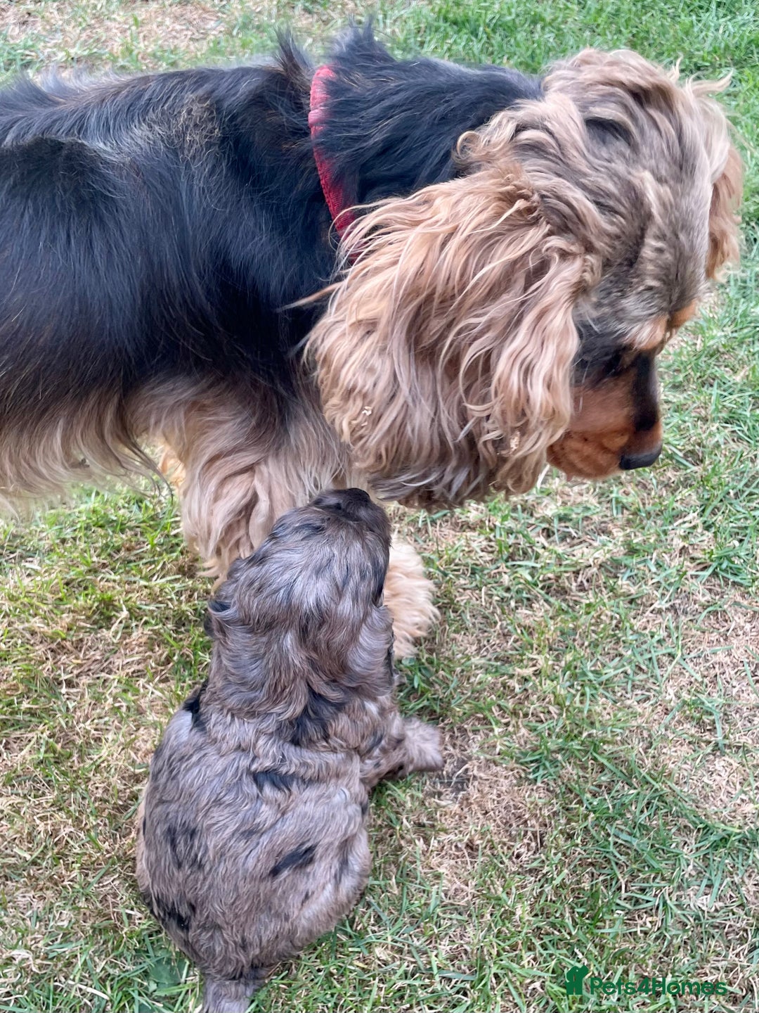 Cockapoo dogs for sale: Marble /tan cockerpoo - Image 21