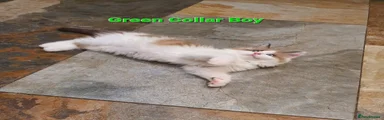 Green Collar Boy.