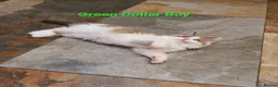 Ragdoll cats for sale: Beautiful GCCF Registered Ragdoll Kittens. - Advert 5
