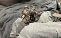 Bengal cats for sale: Silver rosetted Bengal🐆 - Image 16