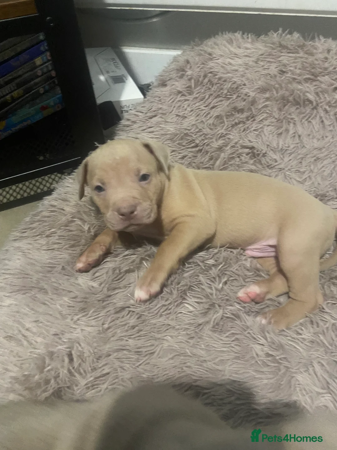 Staffordshire Bull Terrier dogs for sale: Blue merla - Advert 7