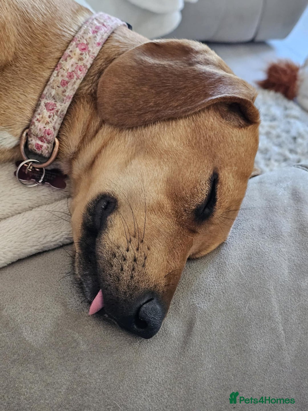 Mixed Breed dogs for adoption: RUBY - 8 months old, Female, Vizla Mix - Image 4