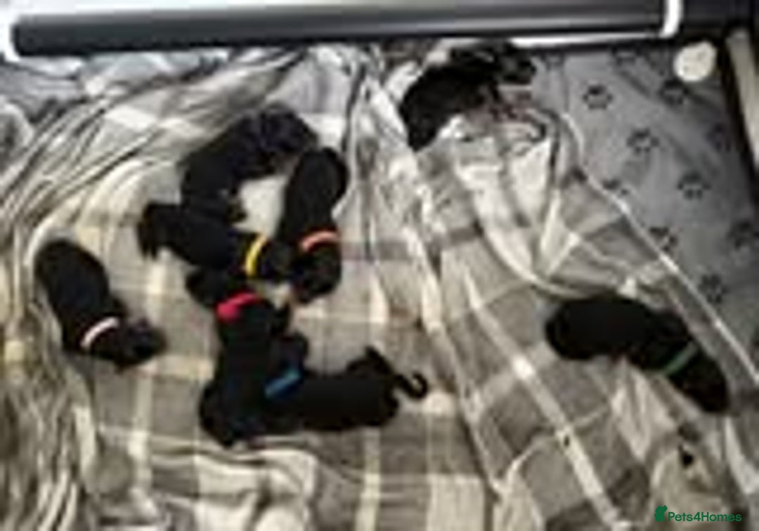German Shepherd dogs for sale: hip scored DM Clear and DNA tested parents - Image 11
