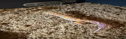 Gecko reptiles for sale: Jungle bell albino gecko in Braintree - Advert 1