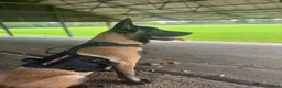 Belgian Shepherd Dog dogs for stud: Belgian Malinois Stud – Healthy 2 Year Old Male in Enfield - Advert 1