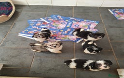 Mixed Breed dogs for sale: Tebetan terrier x shih tzu  - Image 1