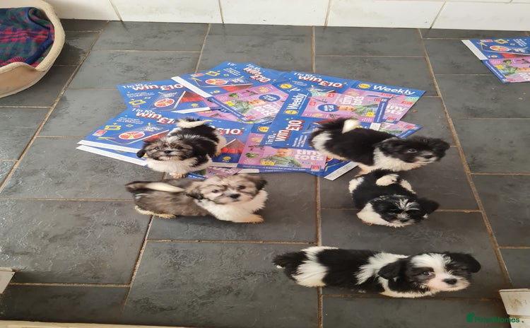 Mixed Breed dogs - Advert 1