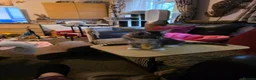 Maine Coon cats for sale: Last little girl - Advert 3