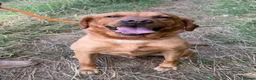 Labrador Retriever dogs for sale: Adult - KC Reg Fox Red Labrador Retriever Dog - Advert 2