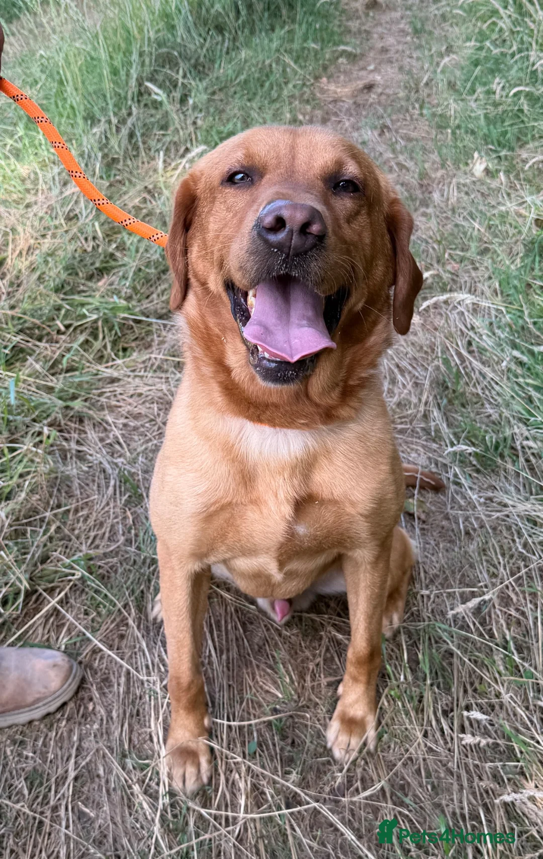 Labrador Retriever dogs for sale: Adult - KC Reg Fox Red Labrador Retriever Dog - Advert 2