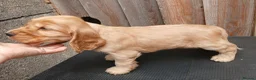 Cocker Spaniel dogs for sale: Show Type cocker puppies - Advert 6