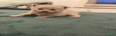 British Shorthair 3