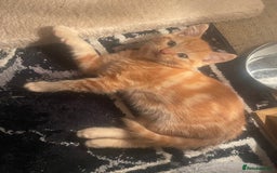 Mixed Breed cats for sale: Looking for forever home - Image 14