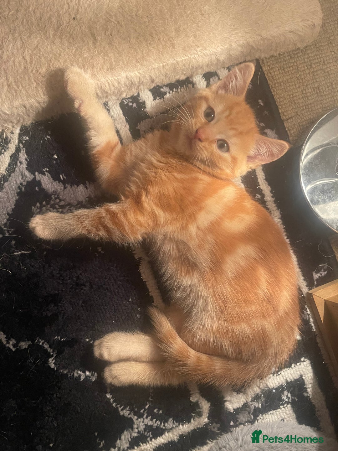Mixed Breed cats for sale: Looking for forever home - Image 14