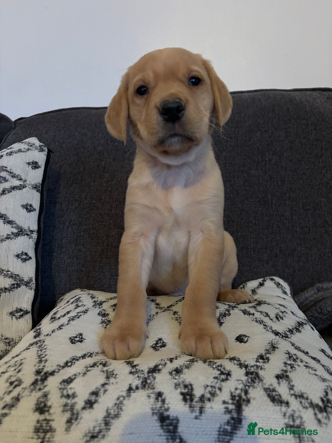 Labrador Retriever dogs for sale: KC registered Labrador retriever pups - Advert 21