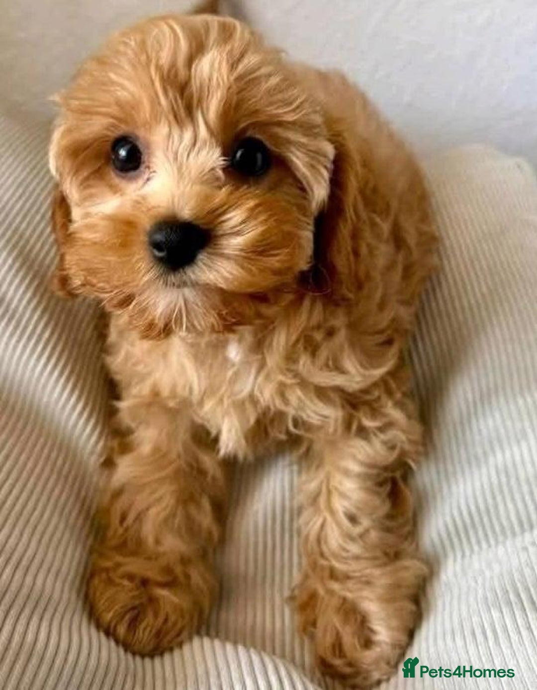 Cavapoo dogs for sale: Cavapoo puppies - Image 3