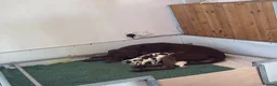 German Shorthaired Pointer dogs for sale: German shorthaired pointer  in Preston - Advert 2