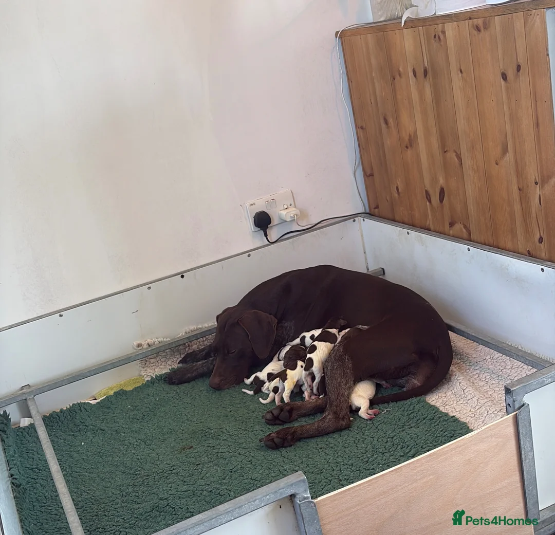 German Shorthaired Pointer dogs for sale: German shorthaired pointer  in Preston - Advert 2