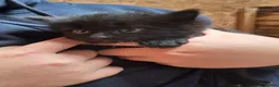 Mixed Breed cats for sale: Beautiful Kittens For Sale in Nantwich - Advert 7