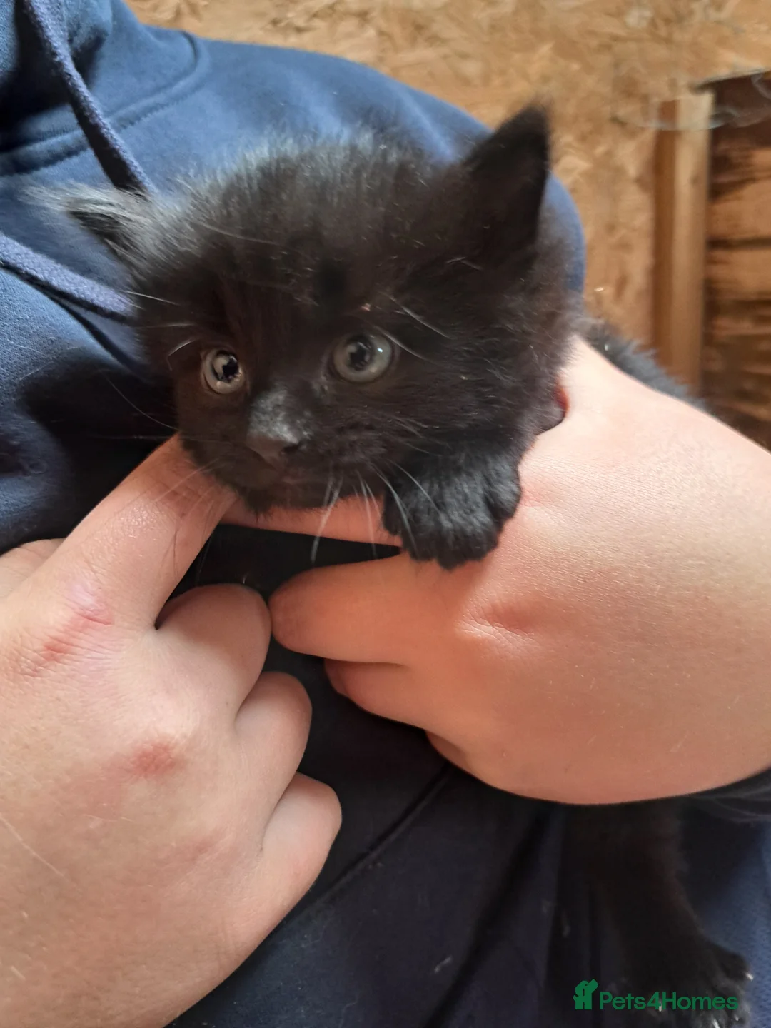 Mixed Breed cats for sale: Beautiful Kittens For Sale in Nantwich - Advert 7