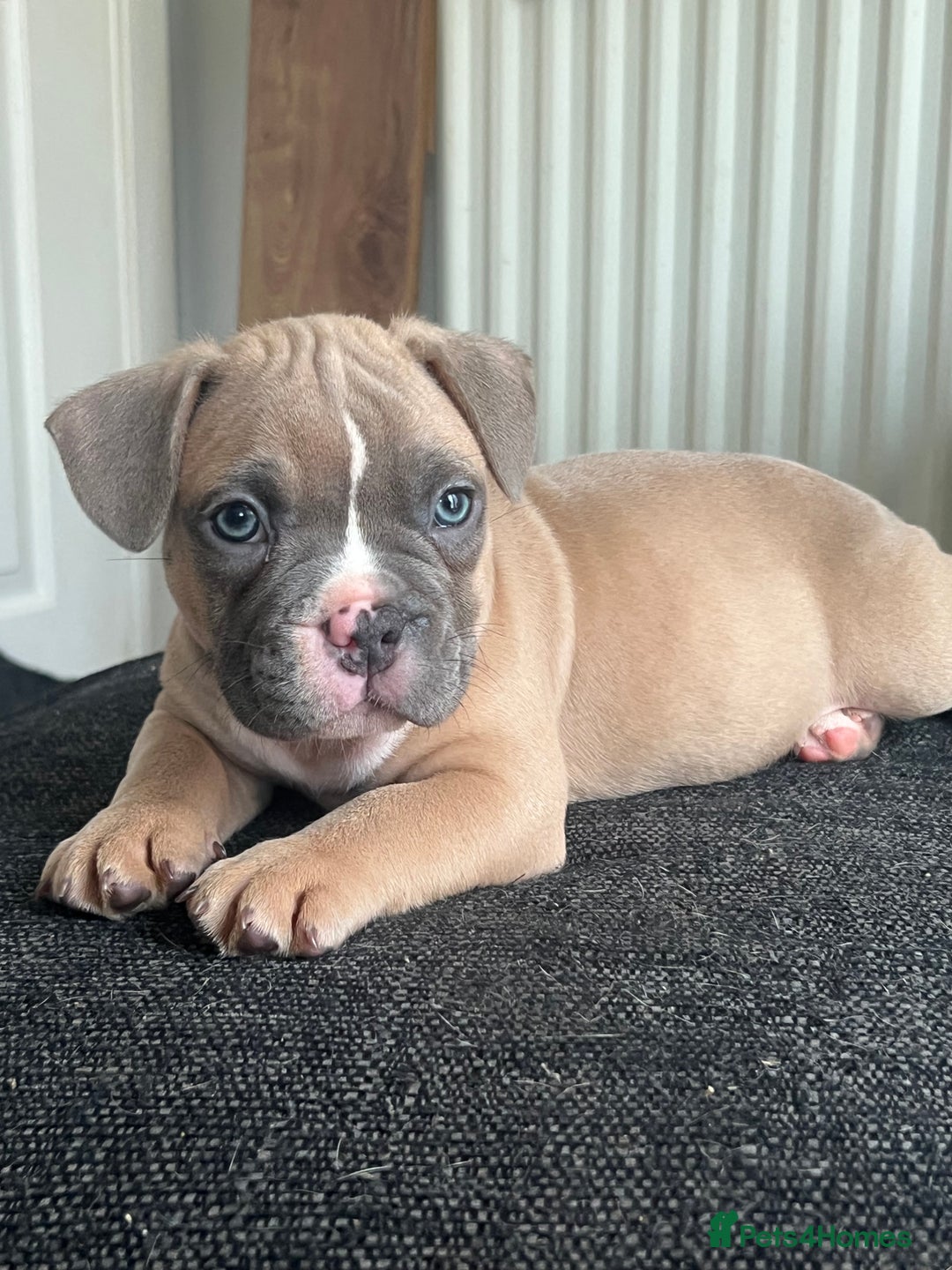 Mixed Breed dogs for sale: French Bulldog X American Pocket Bully Puppies in Carlisle - Image 1