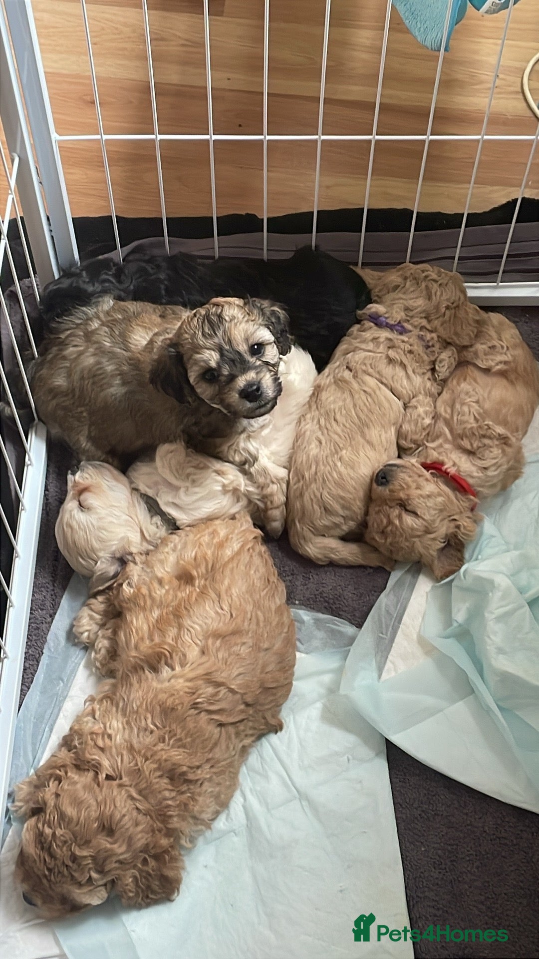 Cavapoochon dogs Gorgeous Toy Cavapoochon puppies  - Advert 1