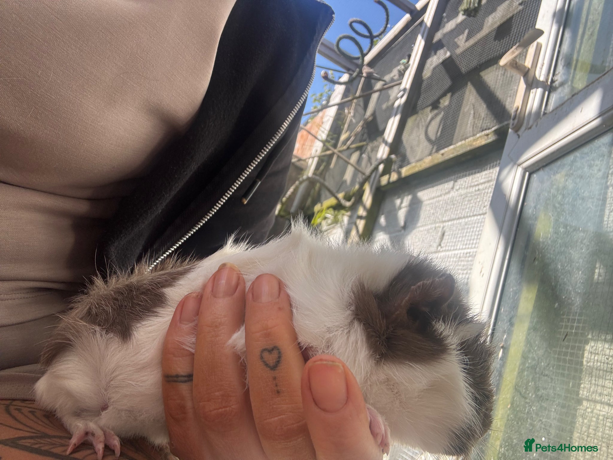 Guinea Pig rodents Male baby Guinea pigs  - Advert 1