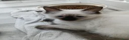 Ragdoll cats for sale: GCCF Registered Ragdoll Kittens  - Advert 17